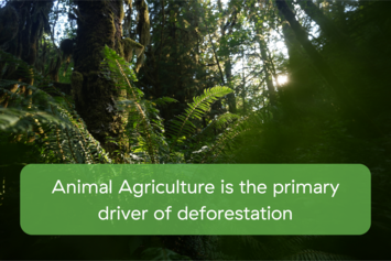 Animal Agriculture is the primary driver of deforestation.png
